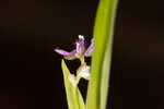 Nakedstem dewflower